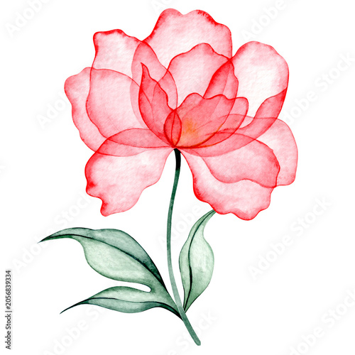 Slika na platnu Watercolor peony. Pink transparent flower x-ray.
