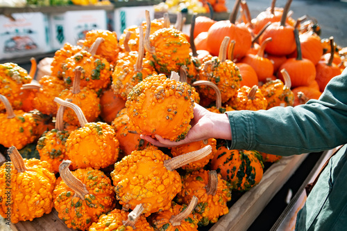Hands Presenting Large Decorative Gourd Among Seasonal Fall Produce Collection