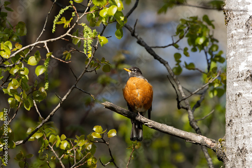 American Robin perched in a tree 