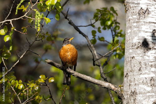 American Robin perched in a tree 