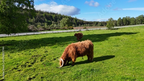 Full length photo of a traditional Scottish Highland cow with impressive long horns in a green field