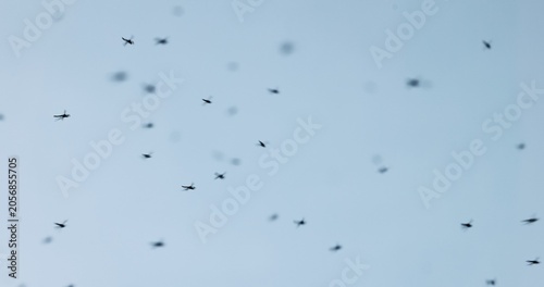 Mosquito swarm at summer in the sky