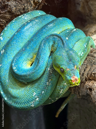 Green Tree Python Coiled on Branch Close-Up