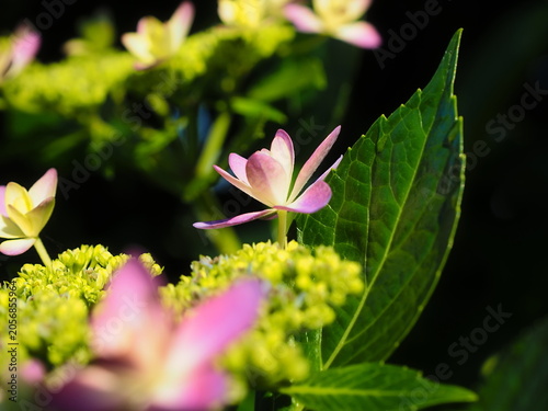 Canvastavla ガクアジサイの花