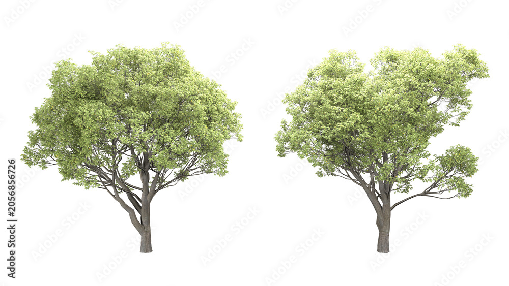 Obraz premium Various types of tree branch plants bushes shrub and small plants isolated 