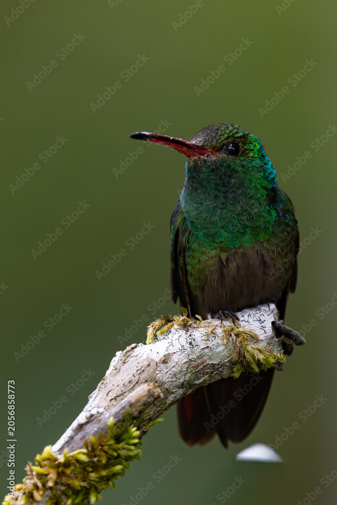 Fototapeta premium Hummingbird perched on a branch