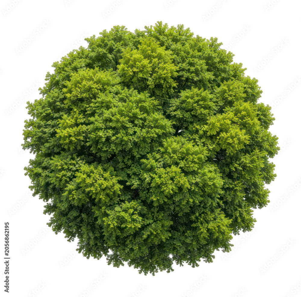 Obraz premium PNG Lush green tree canopy isolated on white background
