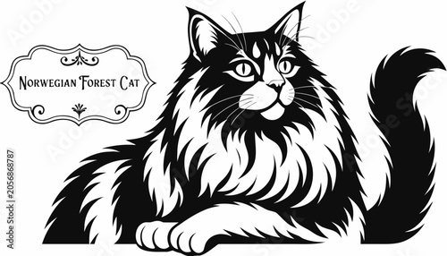 Photos Very beautiful black-and-white engraved vector illustration featuring a majestic NORWEGIAN FOREST CAT with thick fur and a decorative breed label reading NORWEGIAN FOREST CAT