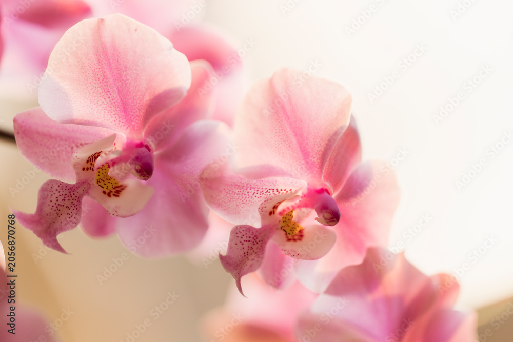 Fototapeta premium Two Pink Flowers of Phalaenopsis schilleriana 'Pink Butterfly'
