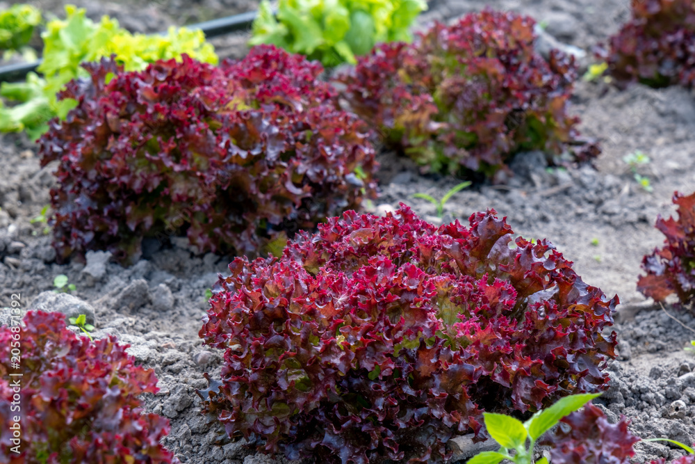 Obraz premium Close-up of fresh organic red lollo rossa lettuce heads growing in rich soil on a local sustainable farm