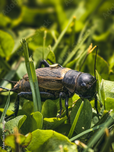 Field cricket hiding in green grass meadow – detailed macro wildlife photography