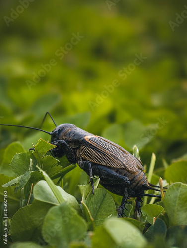 Field cricket hiding in green grass meadow – detailed macro wildlife photography