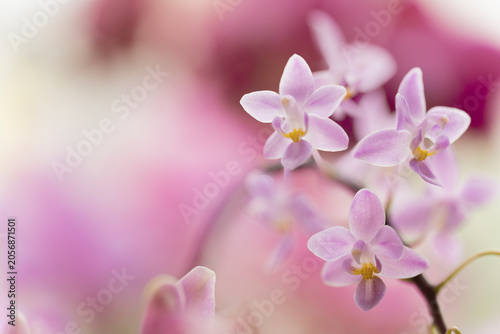 Cuadro en lienzo Phalaenopsis specie orchid equestris 'Pink' Inflorescence with three flowers in