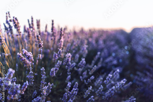 Εκτύπωση καμβά Lavender field nature