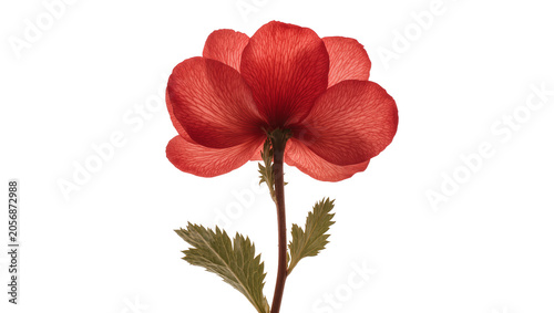 фотографія Isolated red flower viewed from underneath showing delicate translucent petals a