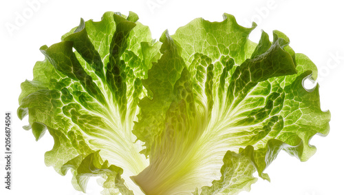Bild auf Leinwand Isolated fresh green lettuce leaves showing intricate natural veins and crisp or