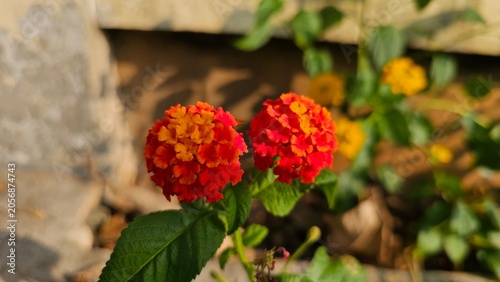 Εκτύπωση καμβά Colorful Lantana flowers with green leaves, these flowers are small and tubular, and are usually found in dense, round clusters, as seen in the picture