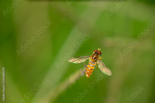 Obraz na plátně Macro photograph of a yellow-and-black hoverfly (syrphid) hovering above green b
