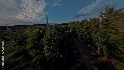 Dynamic flight between rows of verdant garden fruit trees. High quality 4k footage