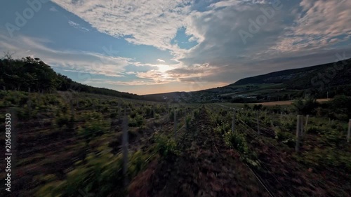 The FPV drone flies over the vineyard between the beds of vines against the background of the sun shining through a cloud over a slope of green hills. High quality 4k footage