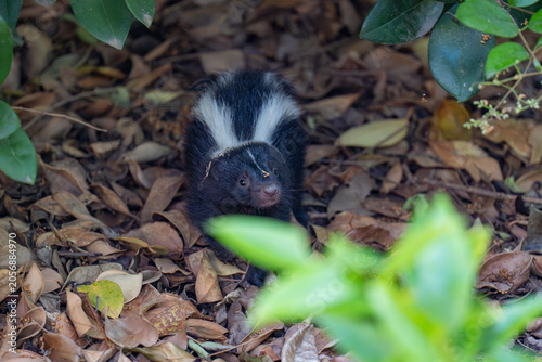 Фотография Baby skunk sitting among dry leaves