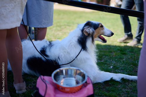 A collie lies on the grass at a park during an outdoor gathering. People are standing nearby while enjoying the event. A bowl sits near the dog