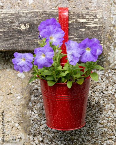 Flowers blooming in a colourful pot on a summer blank wall.