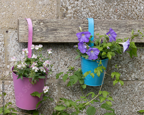 Flowers blooming in a colourful pot on a summer blank wall.
