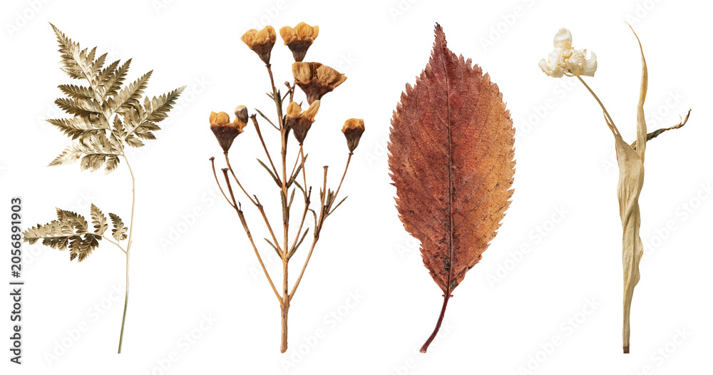 Fototapeta premium PNG Vintage dried botanical illustration on transparent background