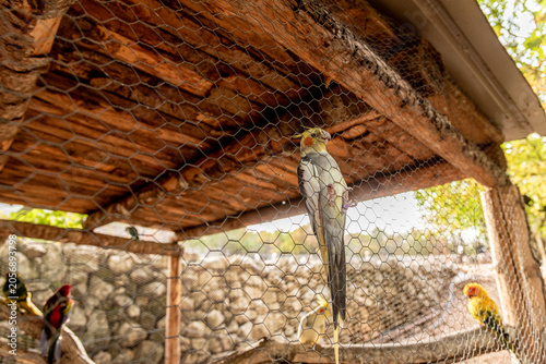Fotografie Exotic parrots in birdcage on farm, tropical domestic pets birds flying outside