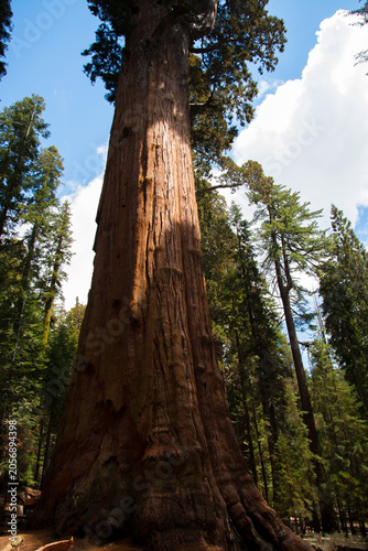 Sequoia Trees in Sequoia National Park California