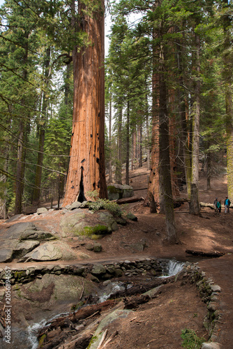 Sequoia Trees in Sequoia National Park California