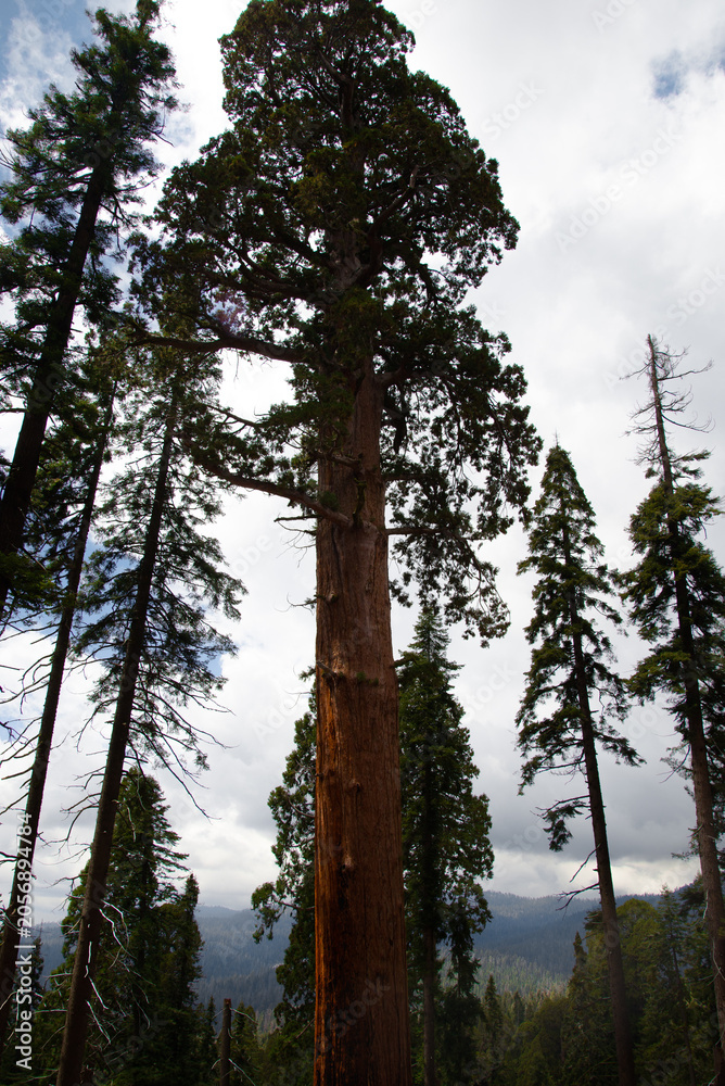 Fototapeta premium Sequoia Trees in Sequoia National Park California