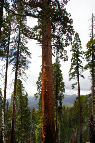Sequoia Trees in Sequoia National Park California