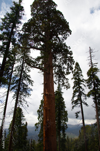 Sequoia Trees in Sequoia National Park California