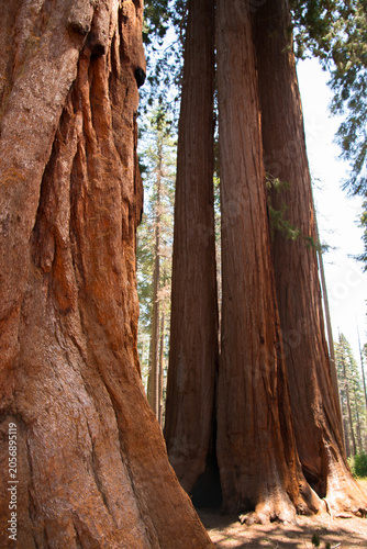 Sequoia Trees in Sequoia National Park California