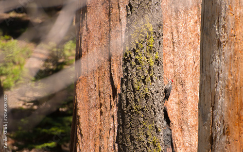 Sequoia Trees in Sequoia National Park California
