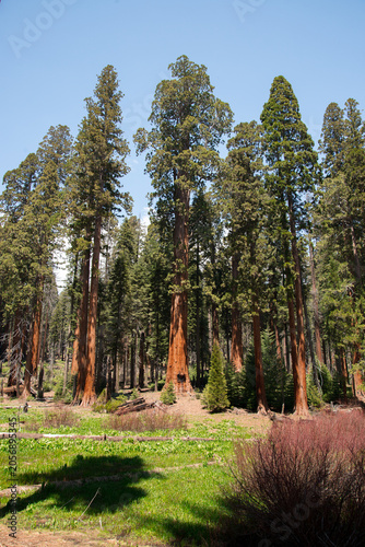 Sequoia Trees in Sequoia National Park California