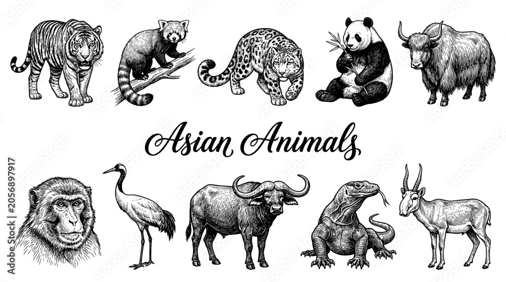 Obraz premium Set of Detailed Hand-Drawn Vector Illustrations of Asian Wildlife Including Tiger, Panda, Snow Leopard, Red Panda, Crane, and Yak in Engraving Style