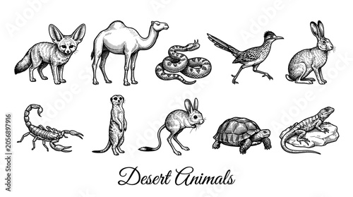 Hand-drawn vintage engraving set of desert animals including camel, fennec fox, scorpion, meerkat, and lizard. Isolated vector illustrations of wild desert fauna on white background.