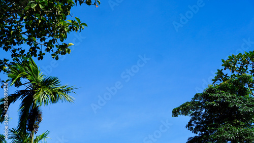Bild auf Leinwand Low-angle view of a lonely tropical tree under a bright blue sky