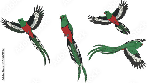 Canvastavla Resplendent Quetzal Bird Vector Character Set Featuring Central American Tropica