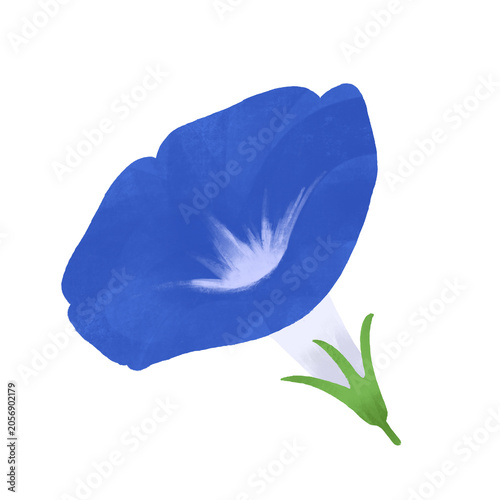 Φωτογραφία Blue morning glory flower with green sepal side view watercolor illustration
