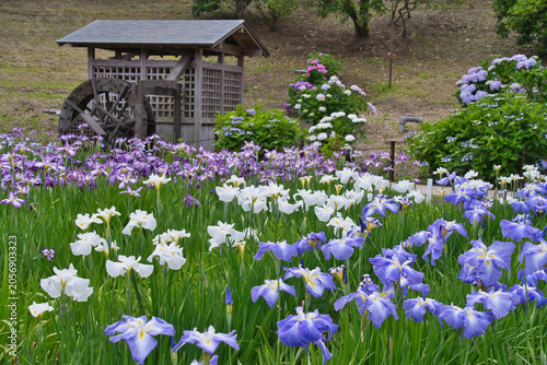 横須賀しょうぶ園の菖蒲