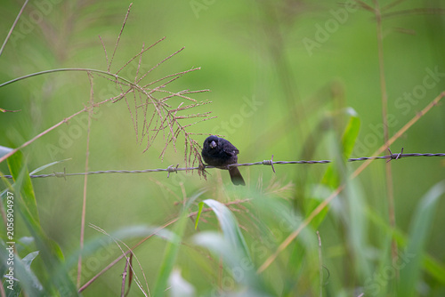 Bird photo, Artistic photography, wild photos