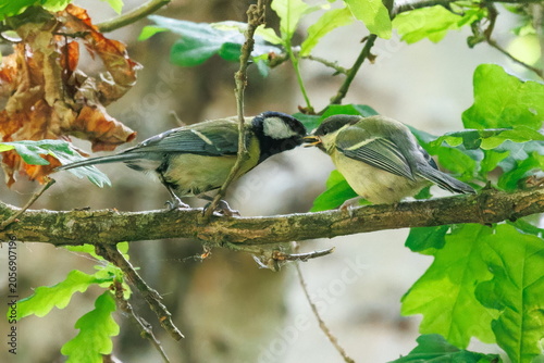 Quadro su tela Great tit feeding a fledgling on a branch, bird parental care behaviour