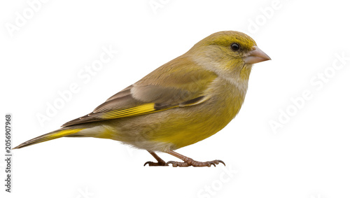 фотографія Isolated European greenfinch, a stunning small songbird with vibrant olive-green plumage