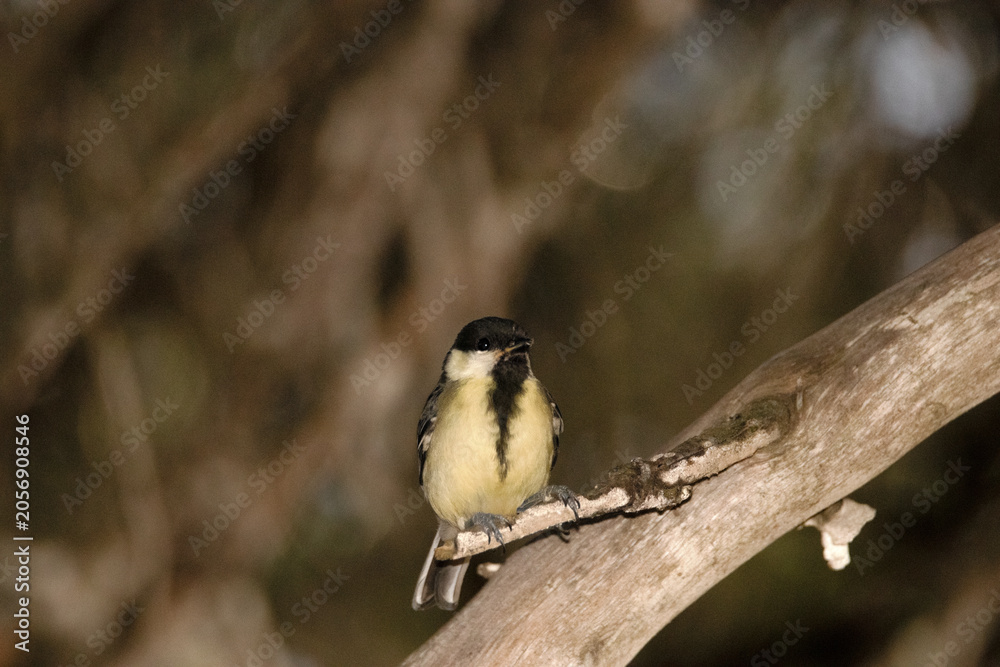 Obraz premium Tranquilamente posado un Carbonero común (Parus major)
