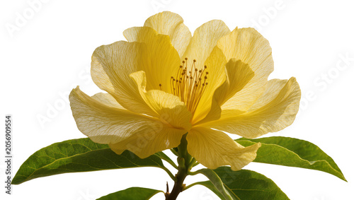 Konstfotografi Isolated vibrant yellow flower blossom with delicate translucent petals and green leaves