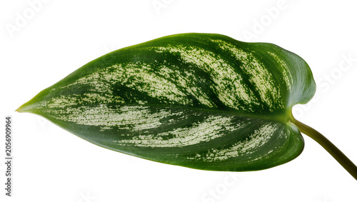 Foto Isolated healthy vibrant green variegated tropical foliage leaf featuring striki